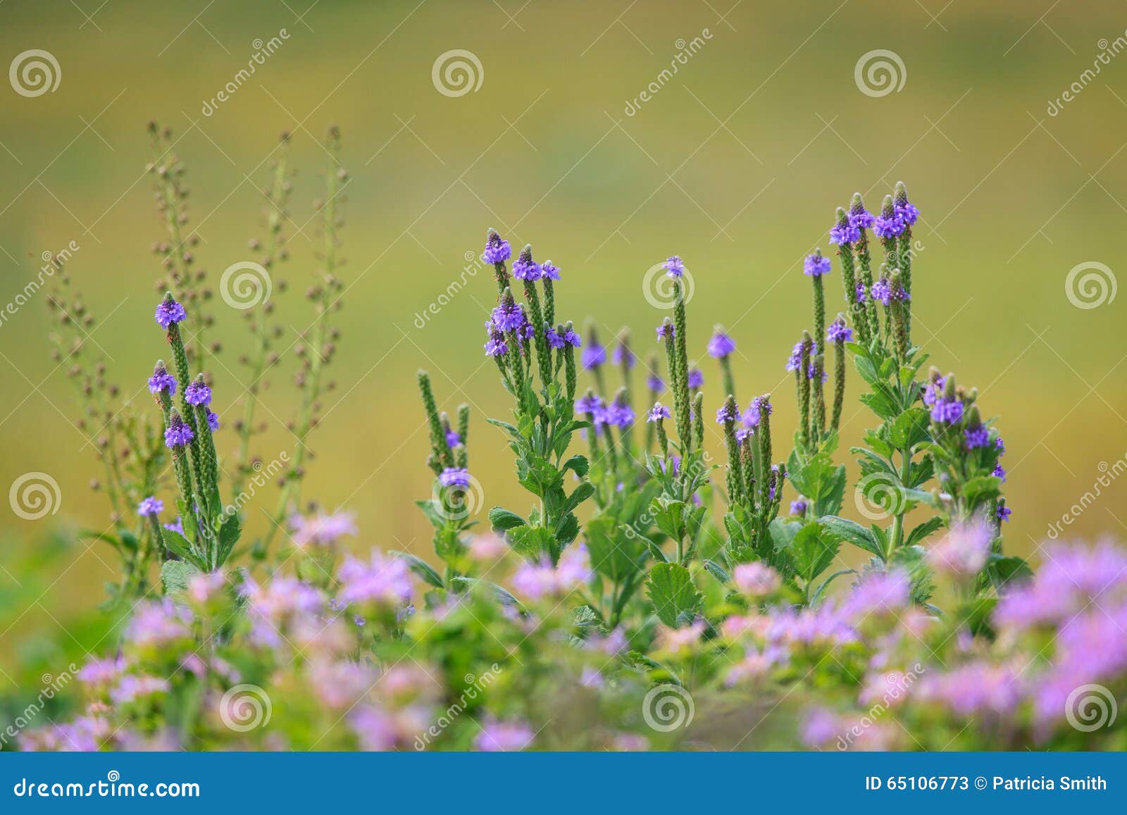 Kansas Wildflowers stock image. Image of pink, flowers 65106773