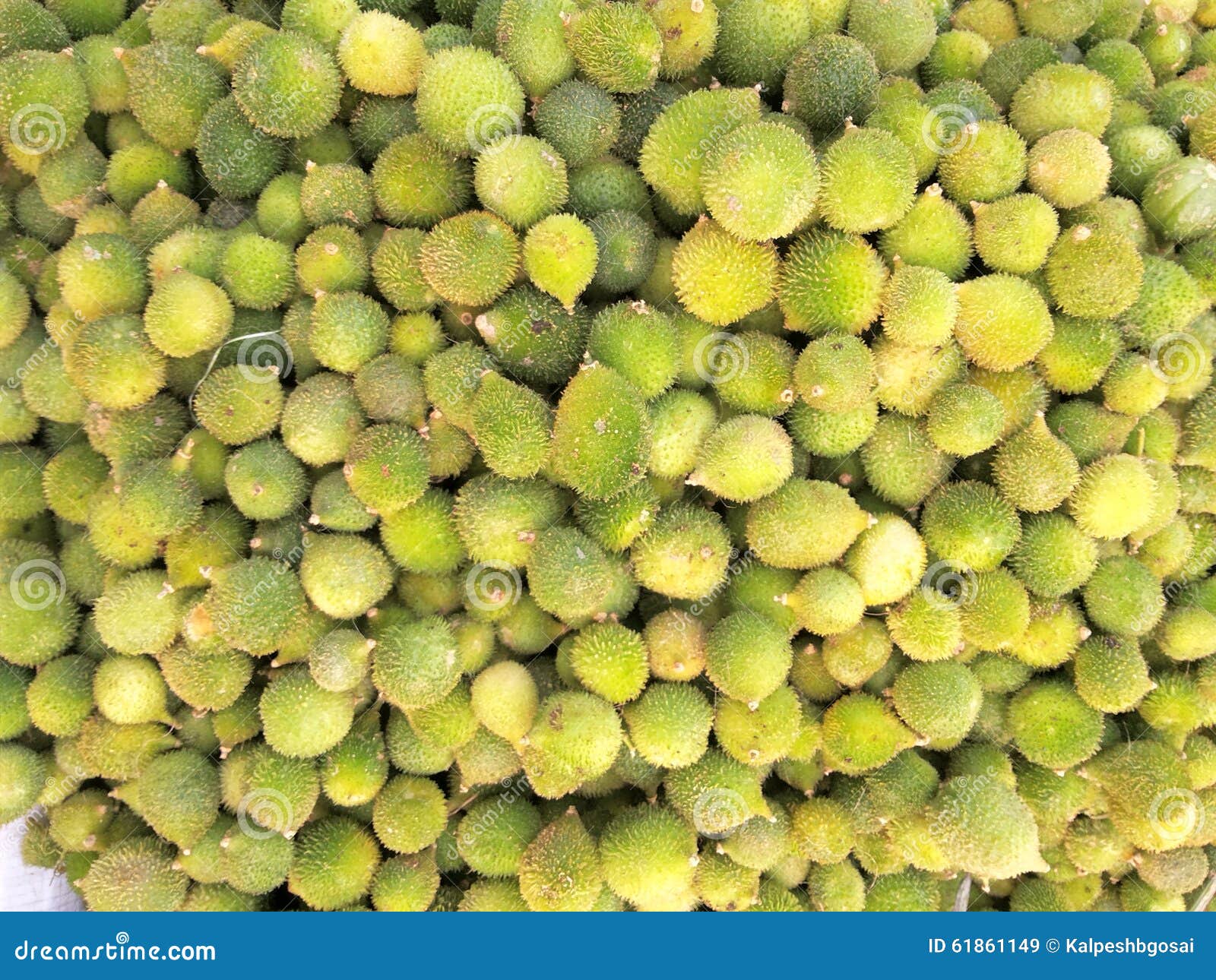 Kantola stock image. Image of kankoda, kantola, spinygourd 61861149