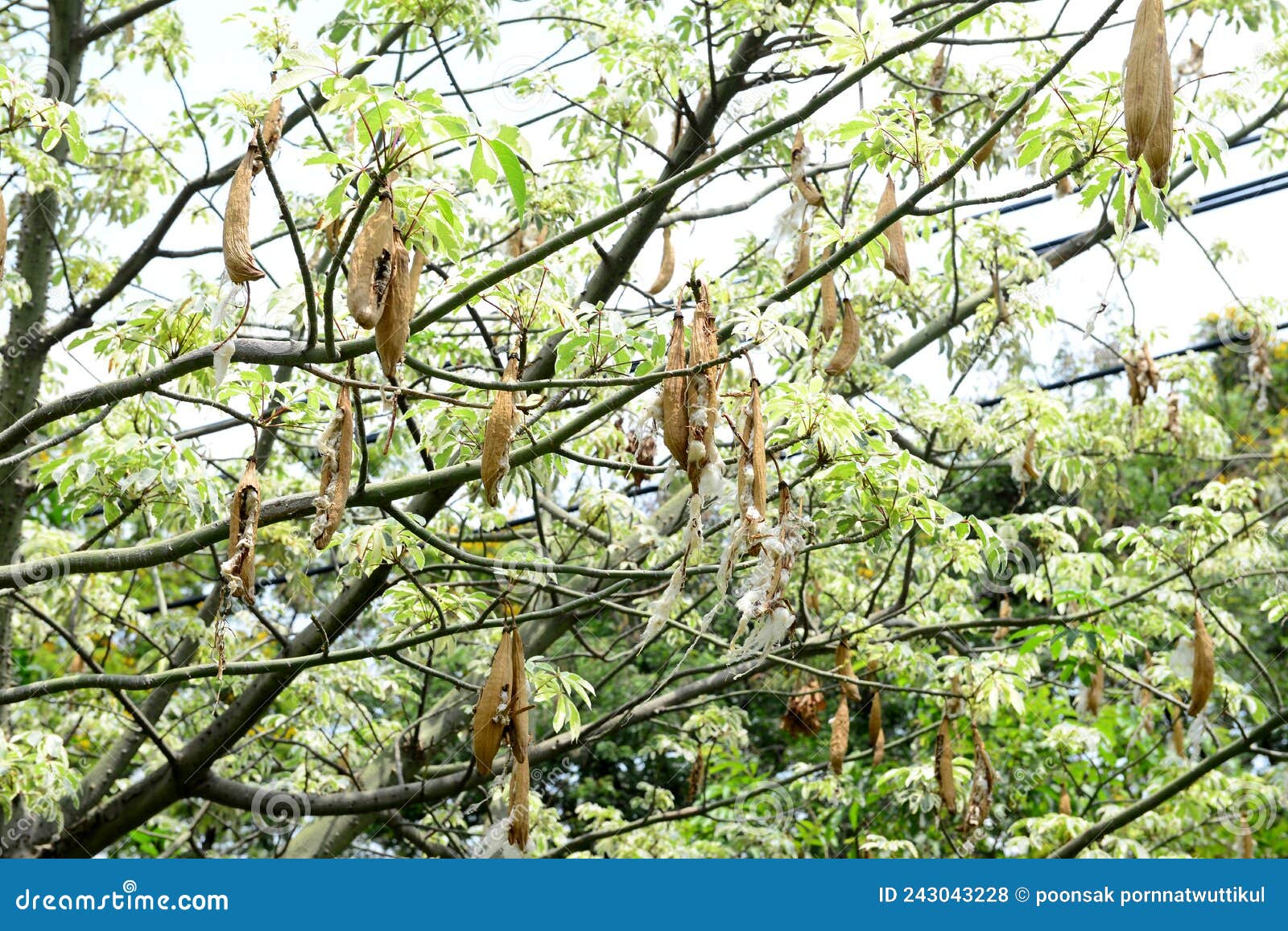 Kapok, Ceiba Pentandra , White Silk Cotton Tree Stock Photo - Image of  spring, bloom: 243043228