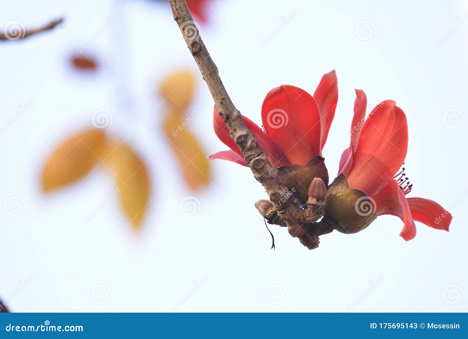 Kapok Silk Cotton Tree Flower Stock Image Image of flower, silk