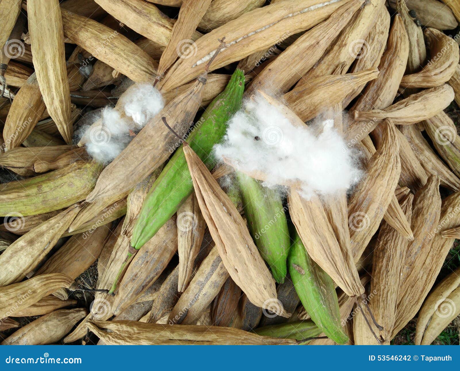 Kapok tree pods stock photo. Image of organic, manufacturing 53546242