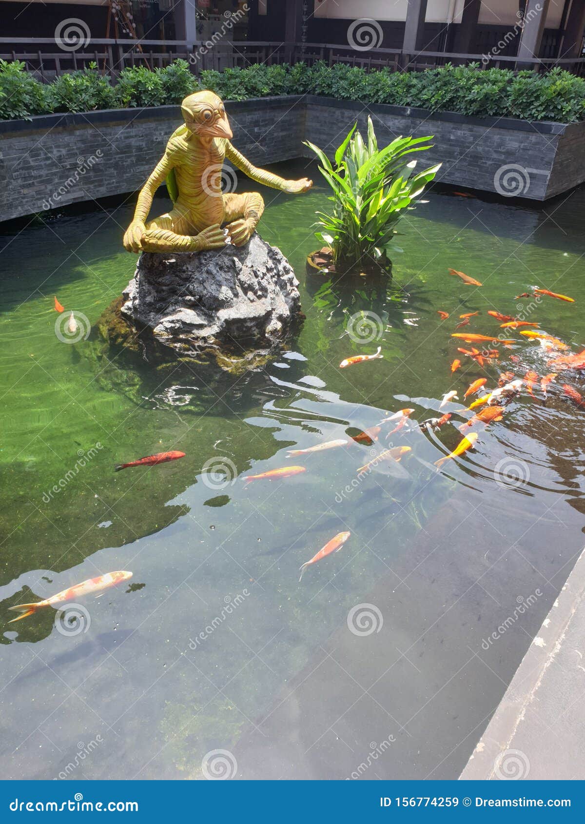 stock image. Image of nature, water, kappa, fish - 156774259