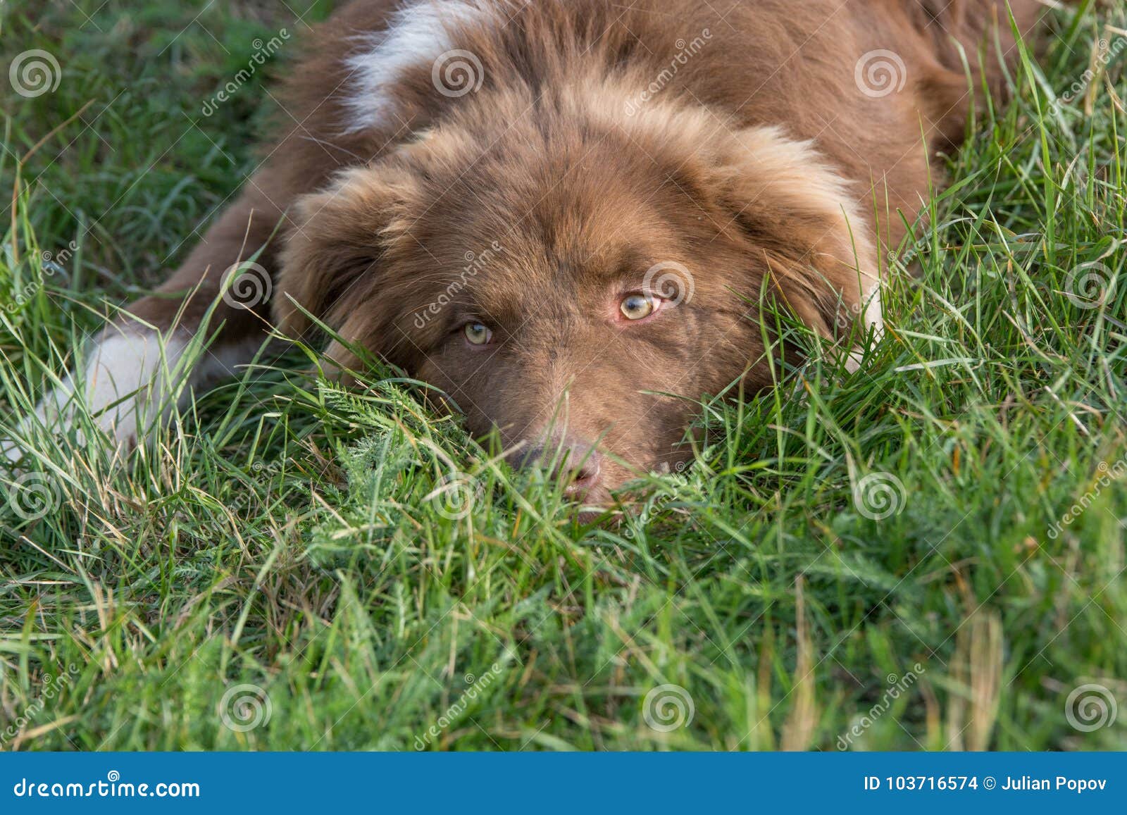Karakachan Mountain Shepherd Guardian Dog Stock Photo Image Of Breeder Bulgaria 103716574