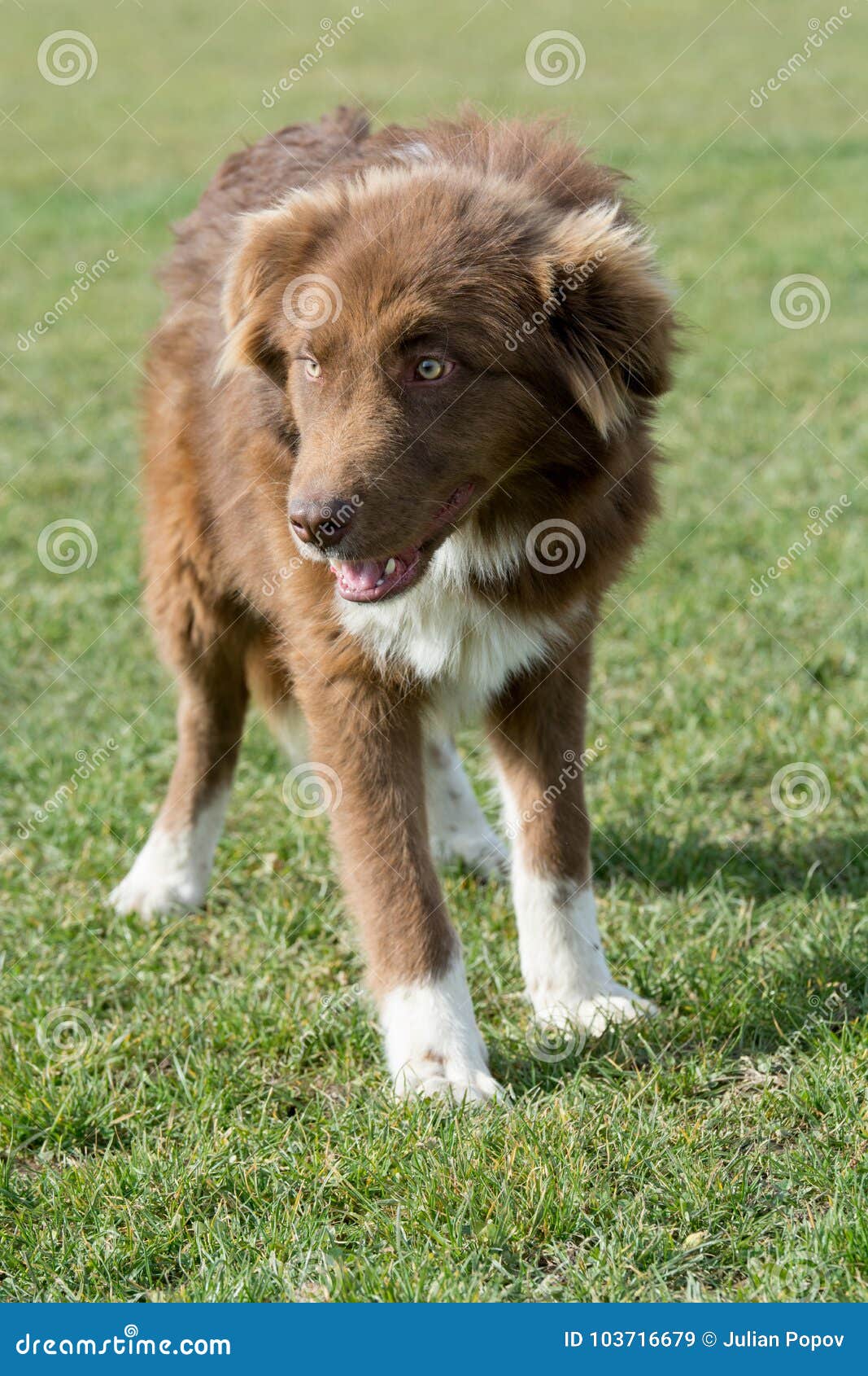 Karakachan Dog Portrait The Bulgarian Shepherd Dog In The Park Stock Image Image Of Resting Mammal 103716679