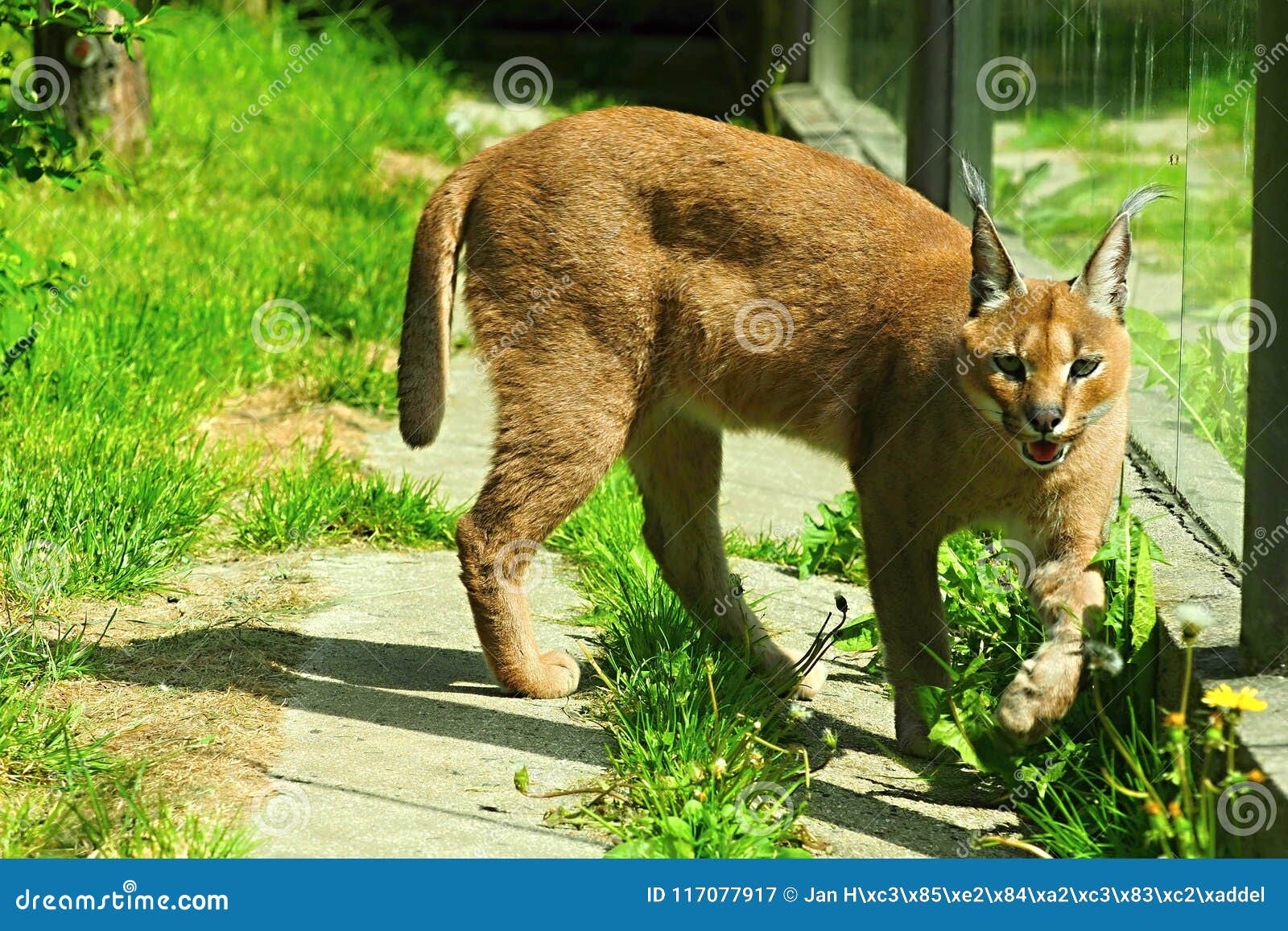 威厳あるカラカル/Regal Caracal PSA 10 威厳あるカラカル/Regal Caracal PSA 10 威厳あるカラカル/Regal