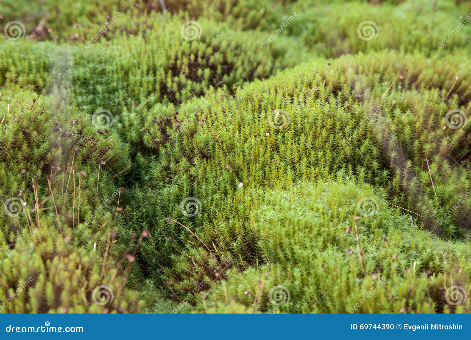 Karelia, sphagnum palustre. Sphagnum palustre grows in the north and is a kind of moss