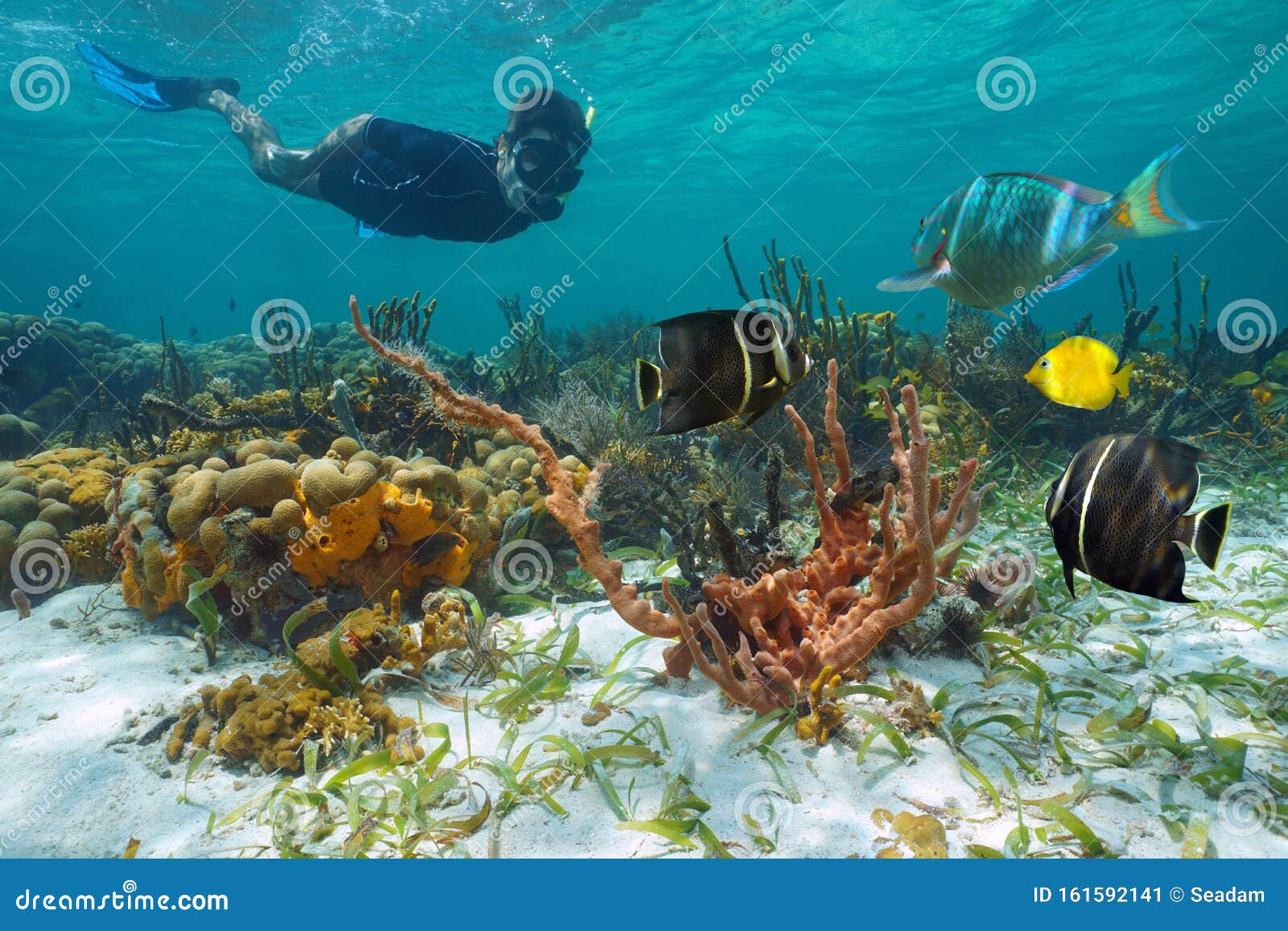 42 479 Karibische Meere Riff Vereinigte Fotos Kostenlose Und Royalty Free Stock Fotos Von Dreamstime