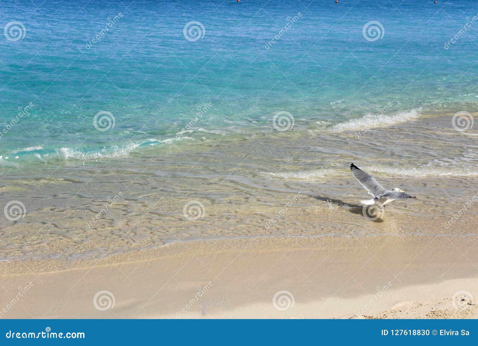 Karibisches Türkiswasser und weißer Sand Vogel im reinen Himmel