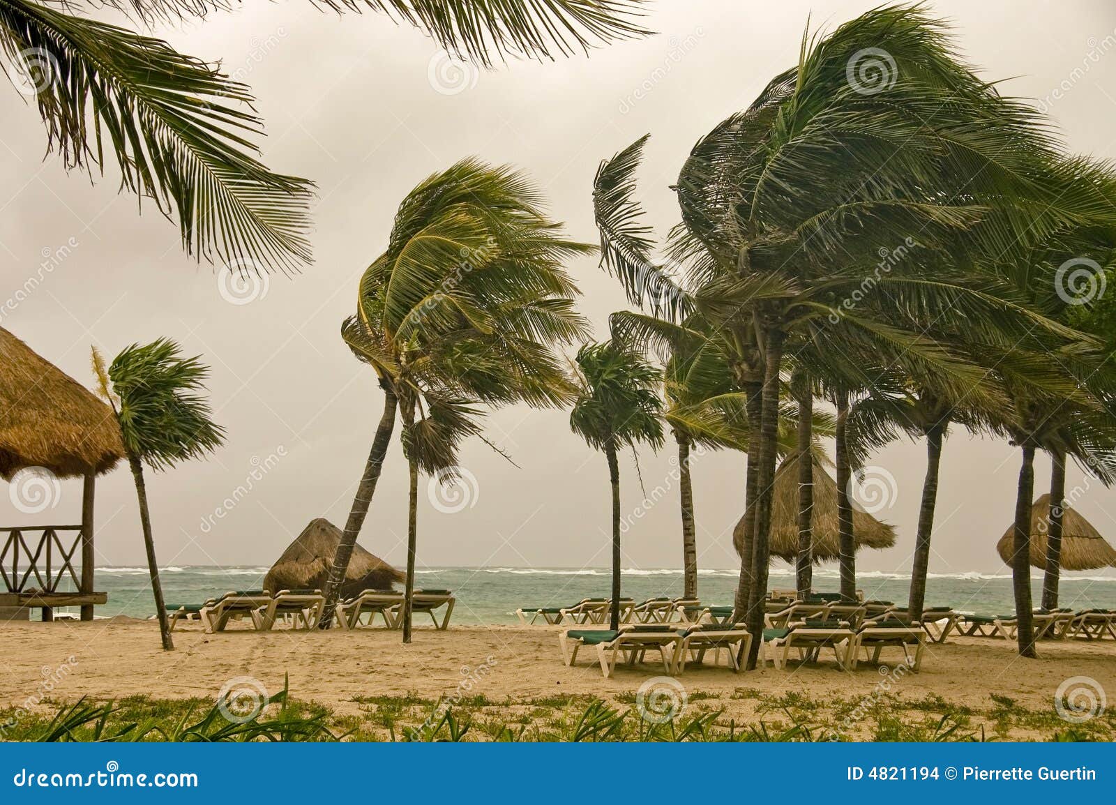 Karibiska mexico över havsstormwind. Gömma i handflatan den karibiska tomma mexico för stranden morgonen blåsiga havstrees