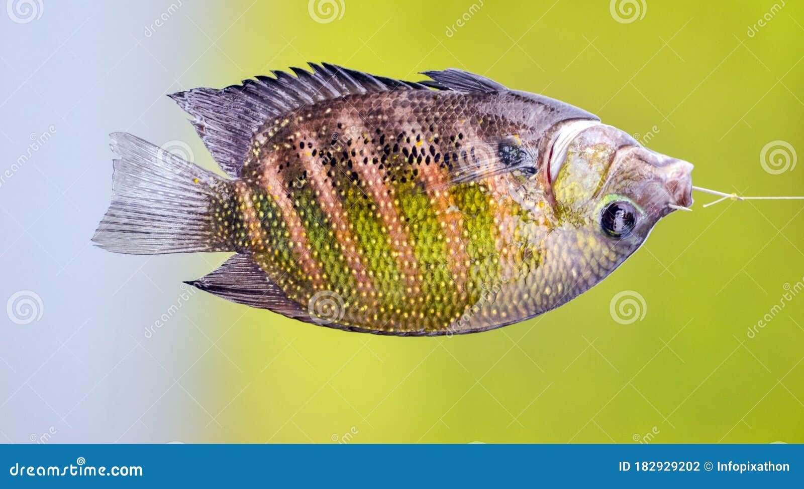 https://thumbs.dreamstime.com/z/karimeen-also-known-as-pearl-spot-fish-hook-its-mouth-captured-fishing-rod-holding-horizontal-blurred-background-182929202.jpg