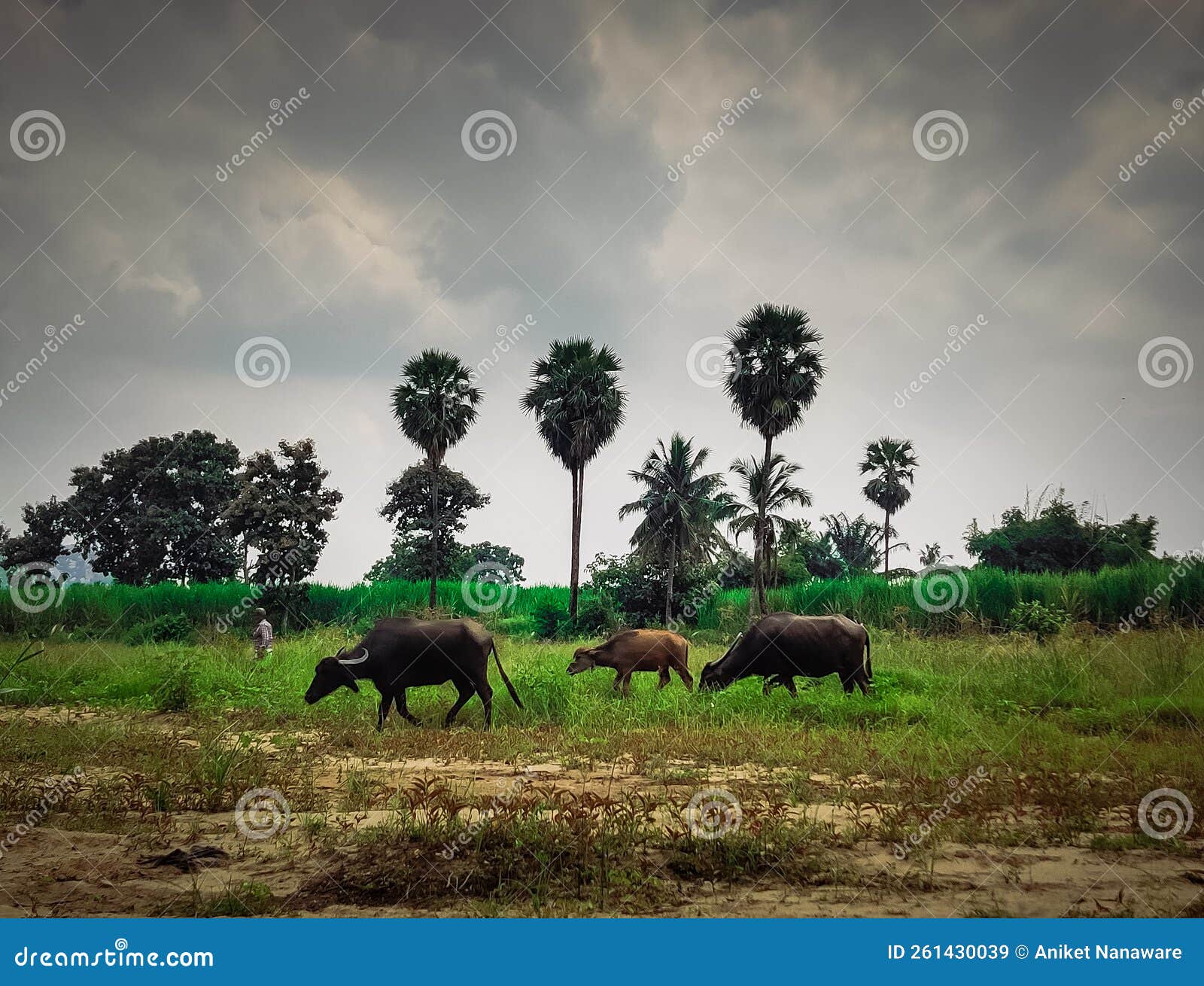 Karnataka& X27;s Farm Image Stock Image Image of india, indianfarmer