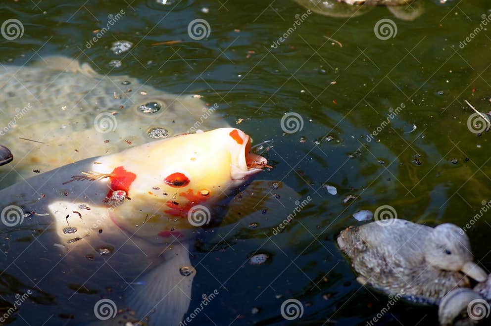 Karpfen Cyprinus Carpio Im Fischteich Stockfoto Bild von züchten
