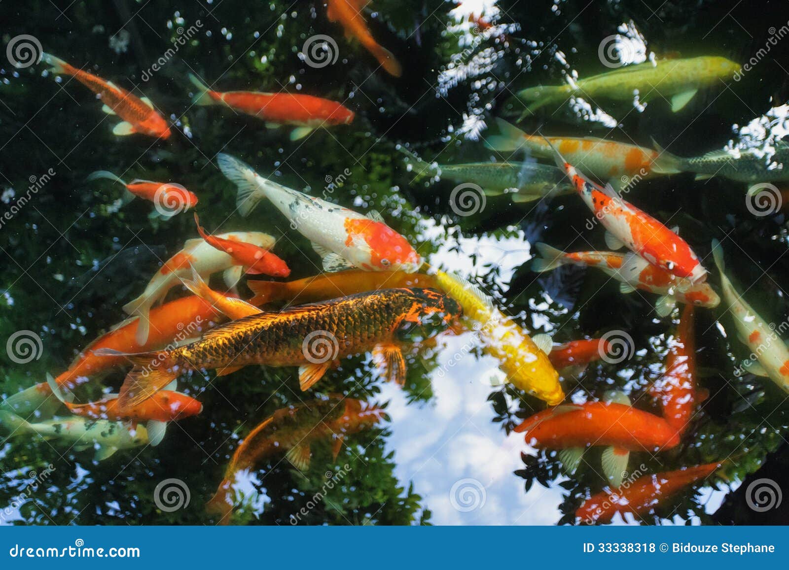 Karpfen im Teich stockfoto. Bild von karpfen, verschieden 33338318