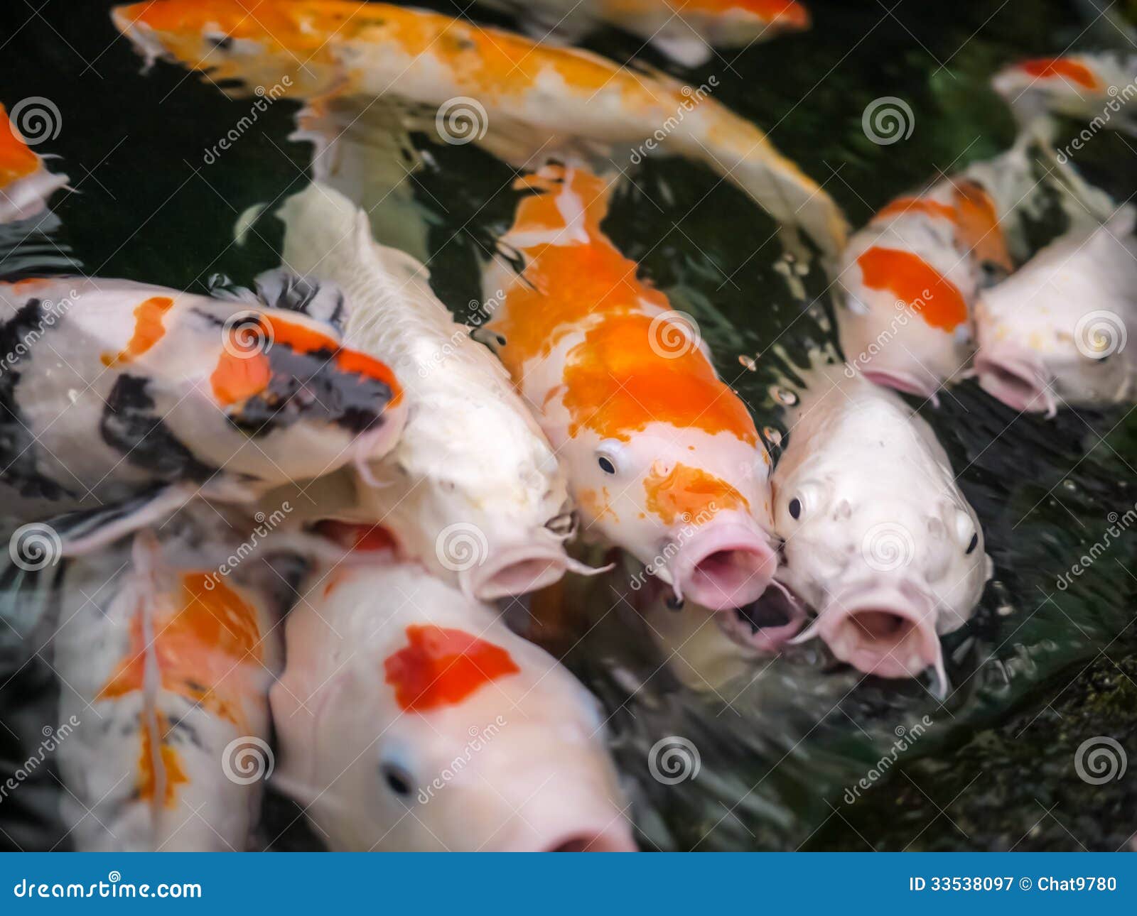 Karpfen (Koi) Fischt Im Teich Stockbild Bild von garten, wasser 33538097