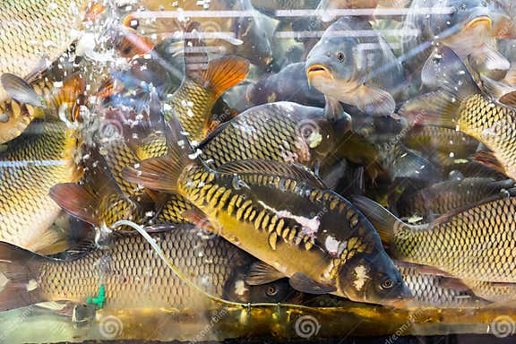 Karpfen Lebende Fische Im Aquarium Für Verkauf Im Supermarkt Stockfoto