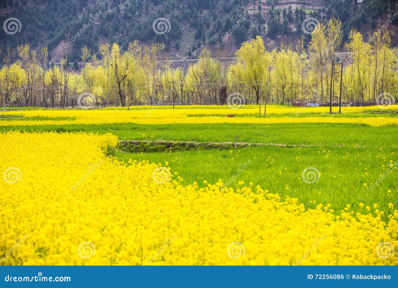 Kashmir stock photo. Image of field, mustard, landscape 72256086