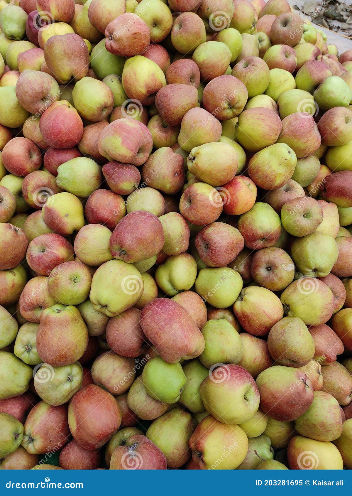 Kashmiri Apples, Apples in Kashmir Stock Image Image of plant