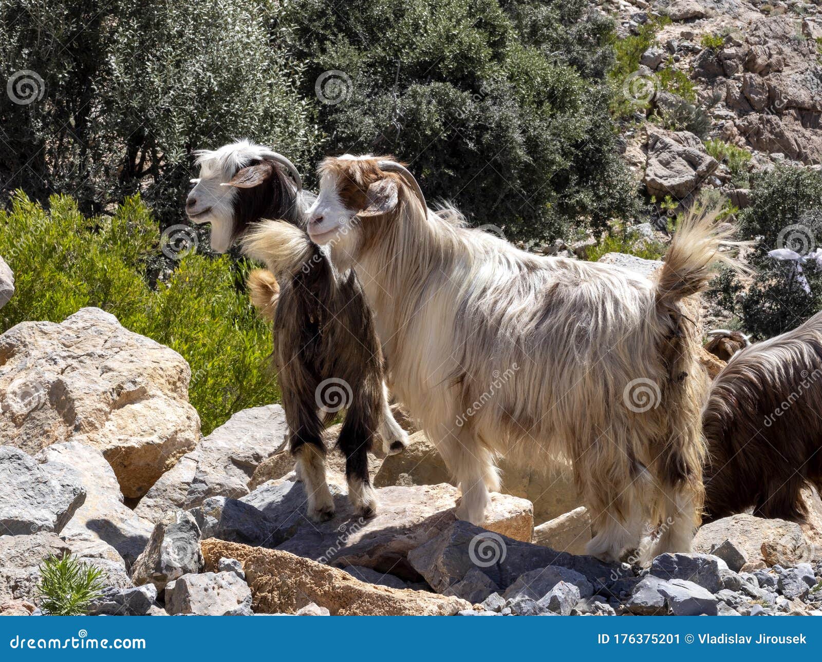 Kashmiri Goats Grazing in the Mountains, Oman Stock Image Image of outdoor, arabian 176375201
