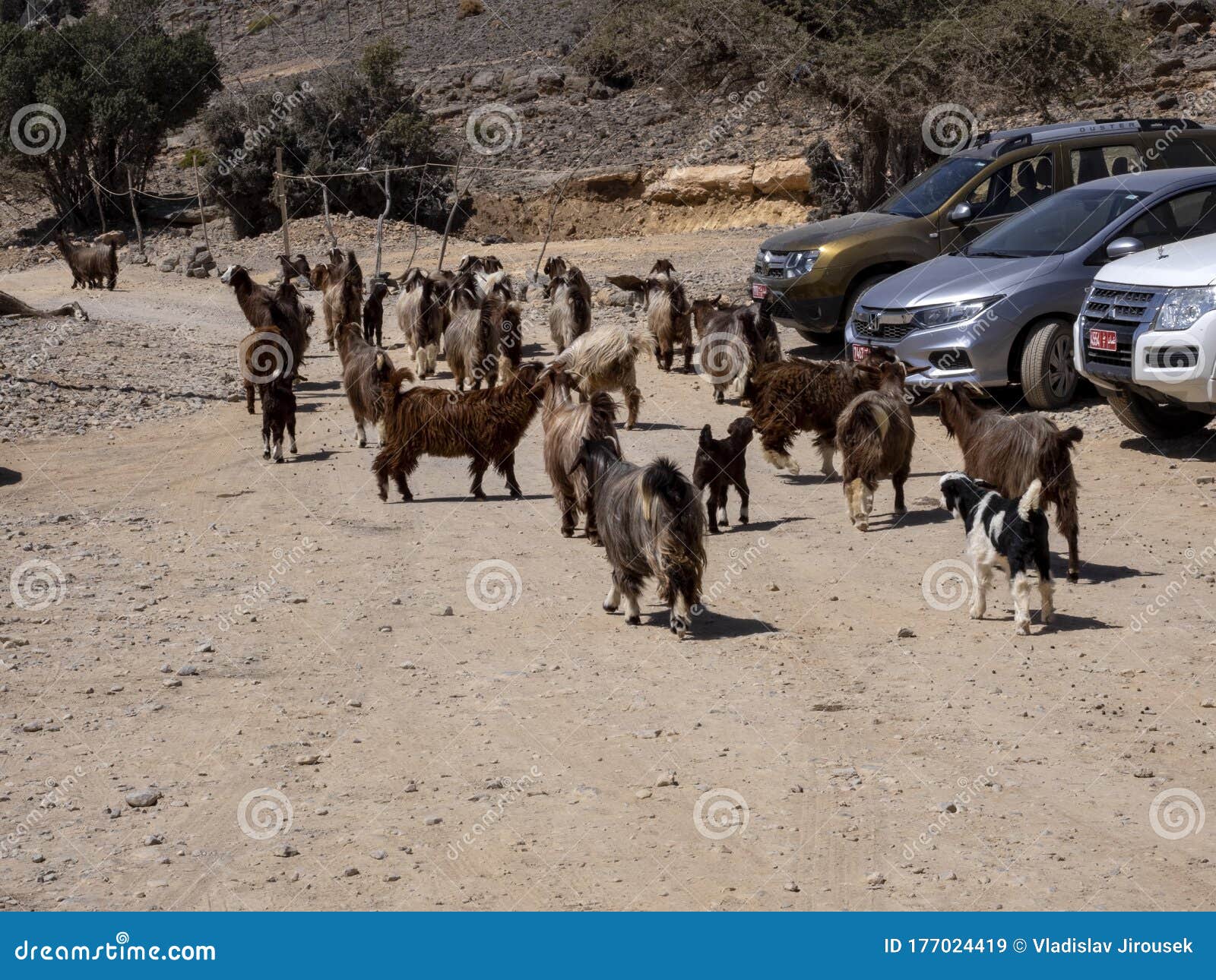 Kashmiri Goats Grazing in the Mountains, Oman Editorial Stock Image Image of keffiyeh, town
