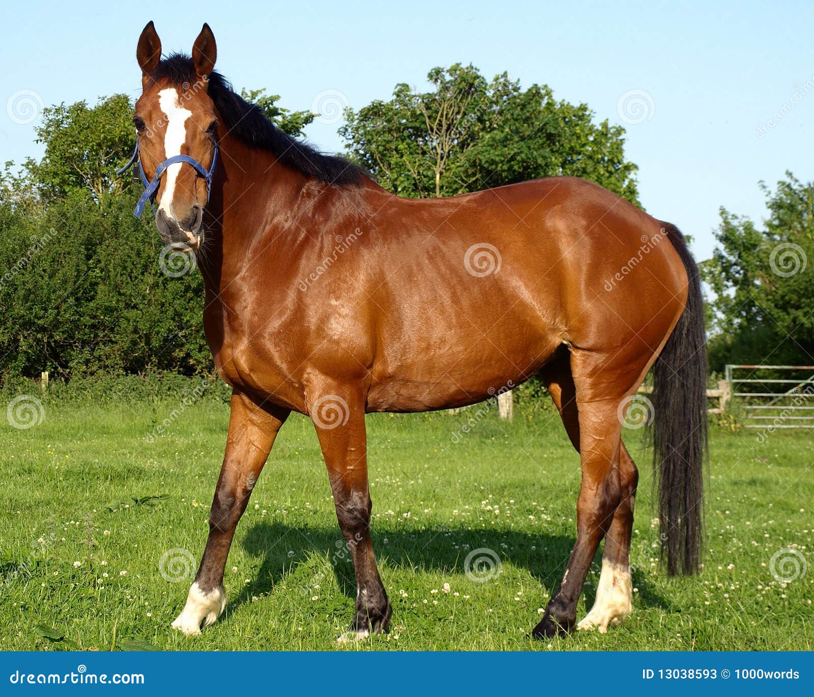 Kastanie Pferd stockbild. Bild von reiter, grün, kastanie 13038593