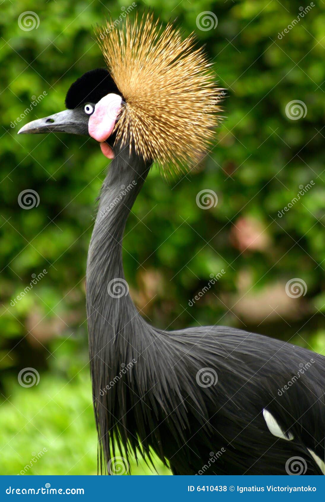 μεγάλο Ινδονησιακά πουλί