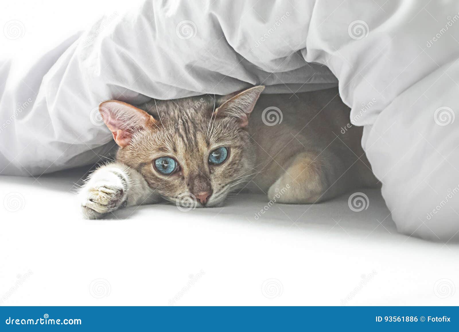 Kat in bed stock foto. Image of comfortabel, dier, huis -