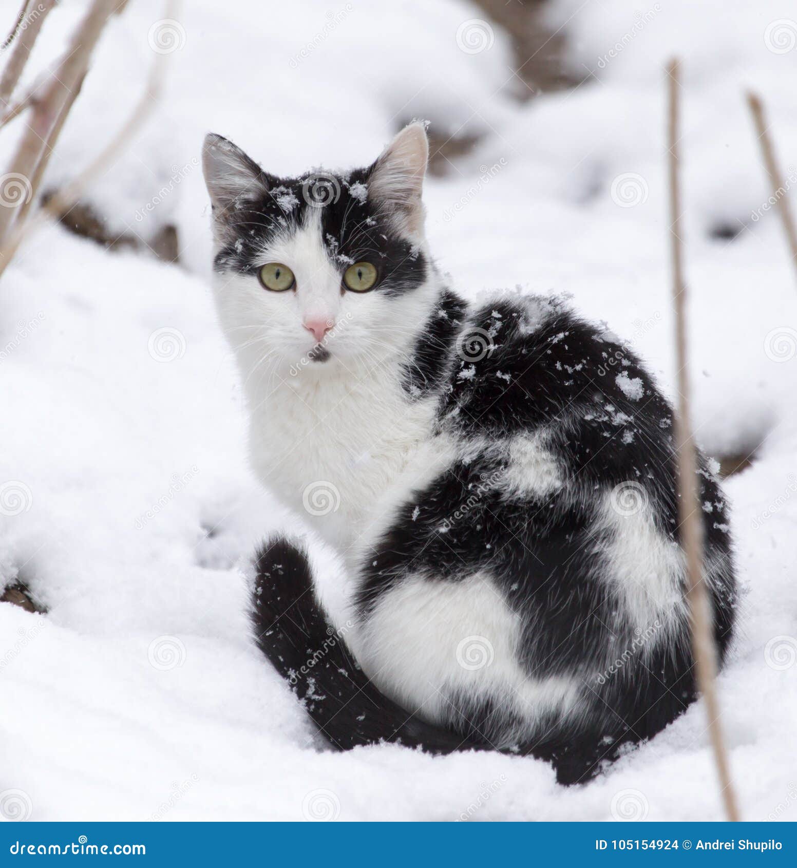 Kat In De Sneeuw In De Winter Stock Foto - Image Of Leuk, Portret: 105154924