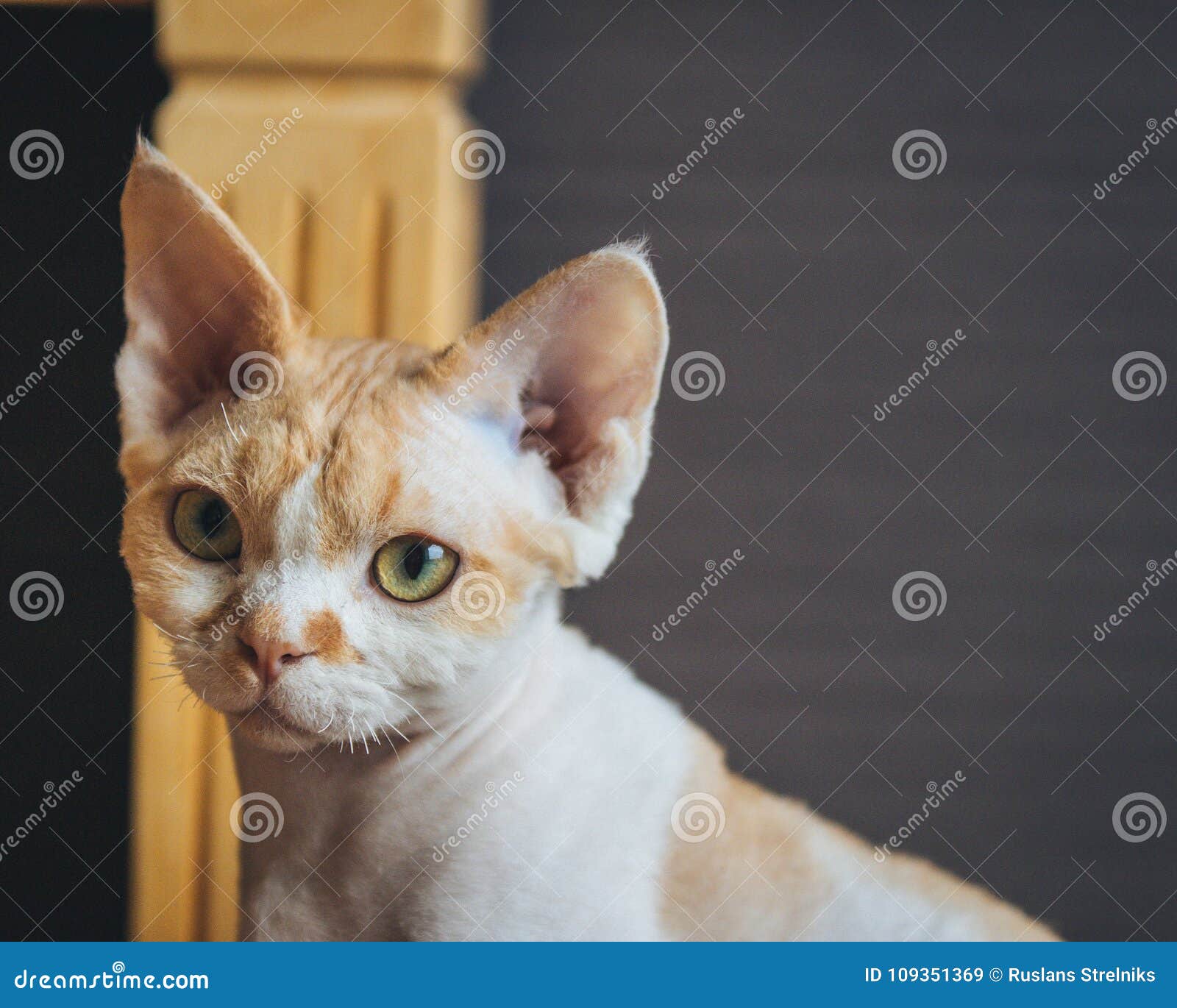 Kat - Devon Rex. Een foto van mooi en mooi, een één van het meest gelovig en intelligent - Devon Rex-kat