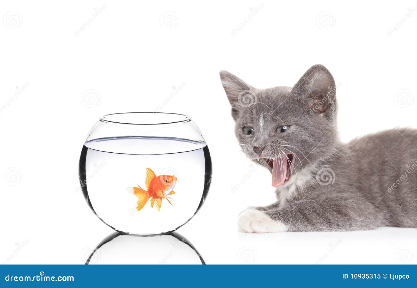 samen Discipline vaak Kat En Een Vis in Een Vissenkom Stock Afbeelding - Image of achtergrond,  woedend: 10935315