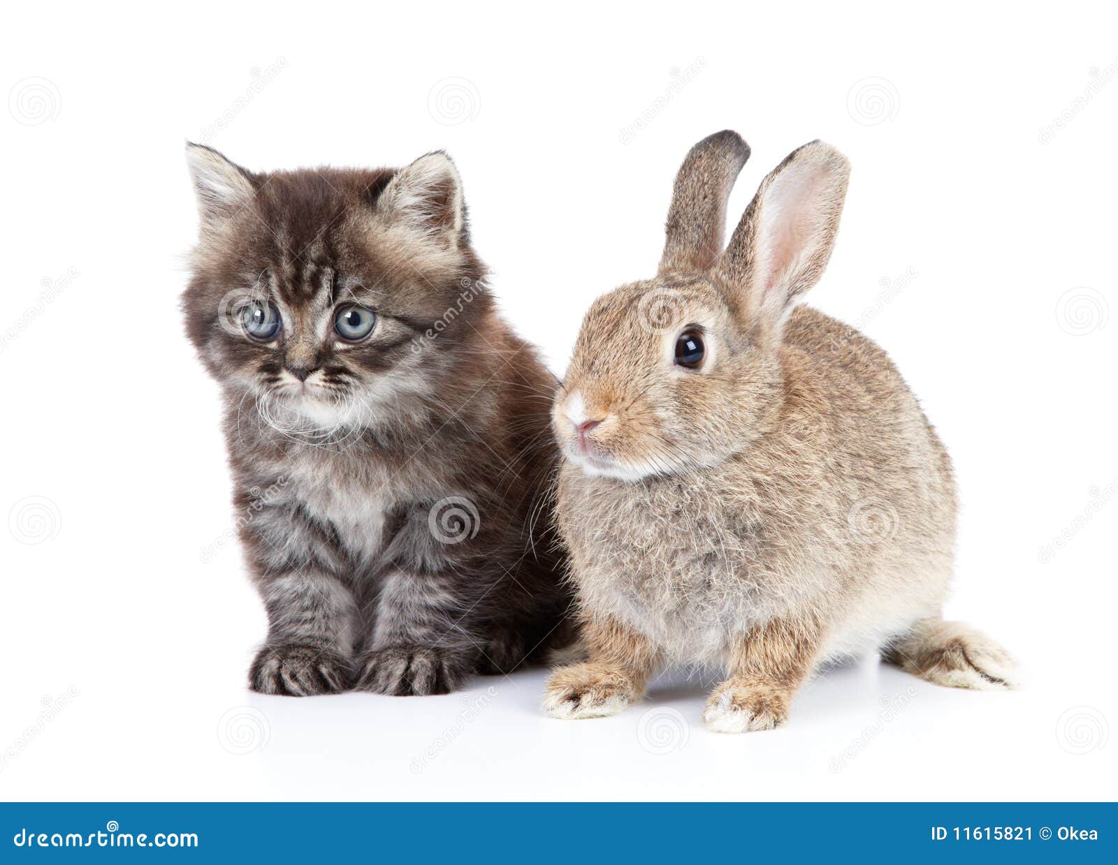 Kat en konijn stock afbeelding. Image of huisdieren, dwerg - 11615821