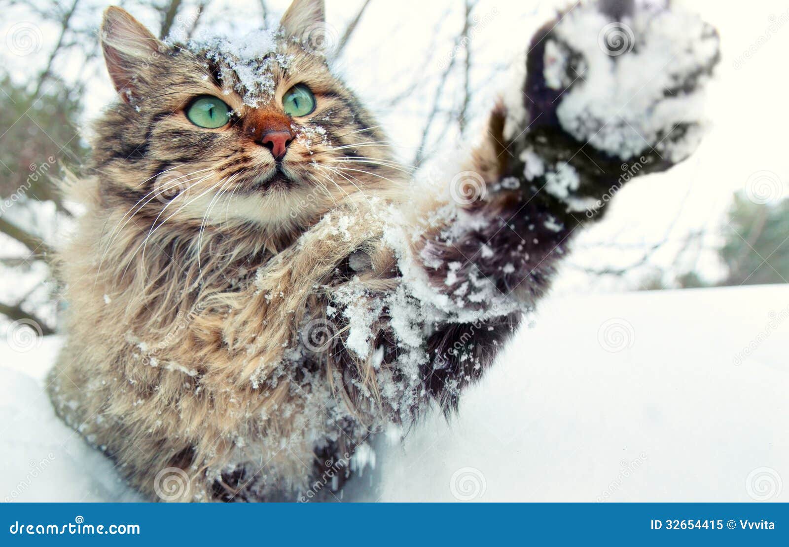 Kat Het Spelen Met Sneeuw Stock Afbeelding. Image Of Binnenlands - 32654415