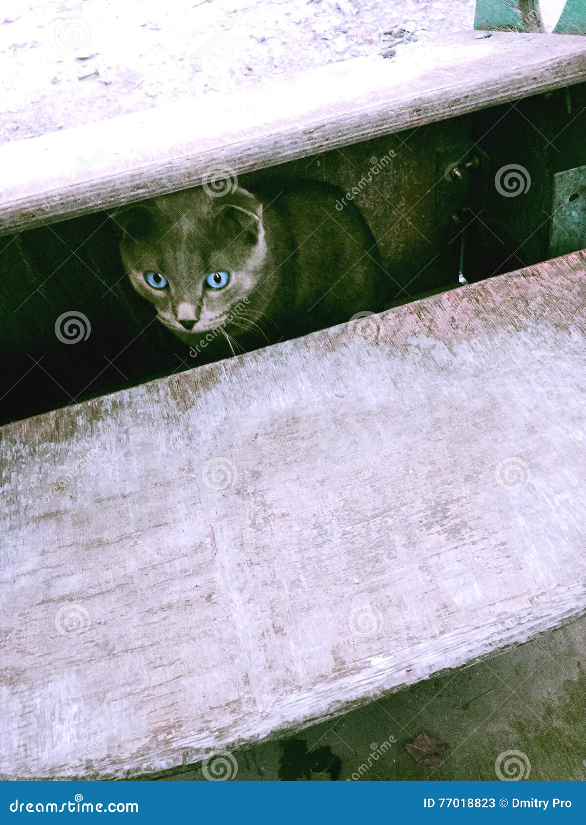 Kat met blauwe ogen. Het mooie Schotse ras van de vouwenkat shetlander met ogen de kleur van de oceaan