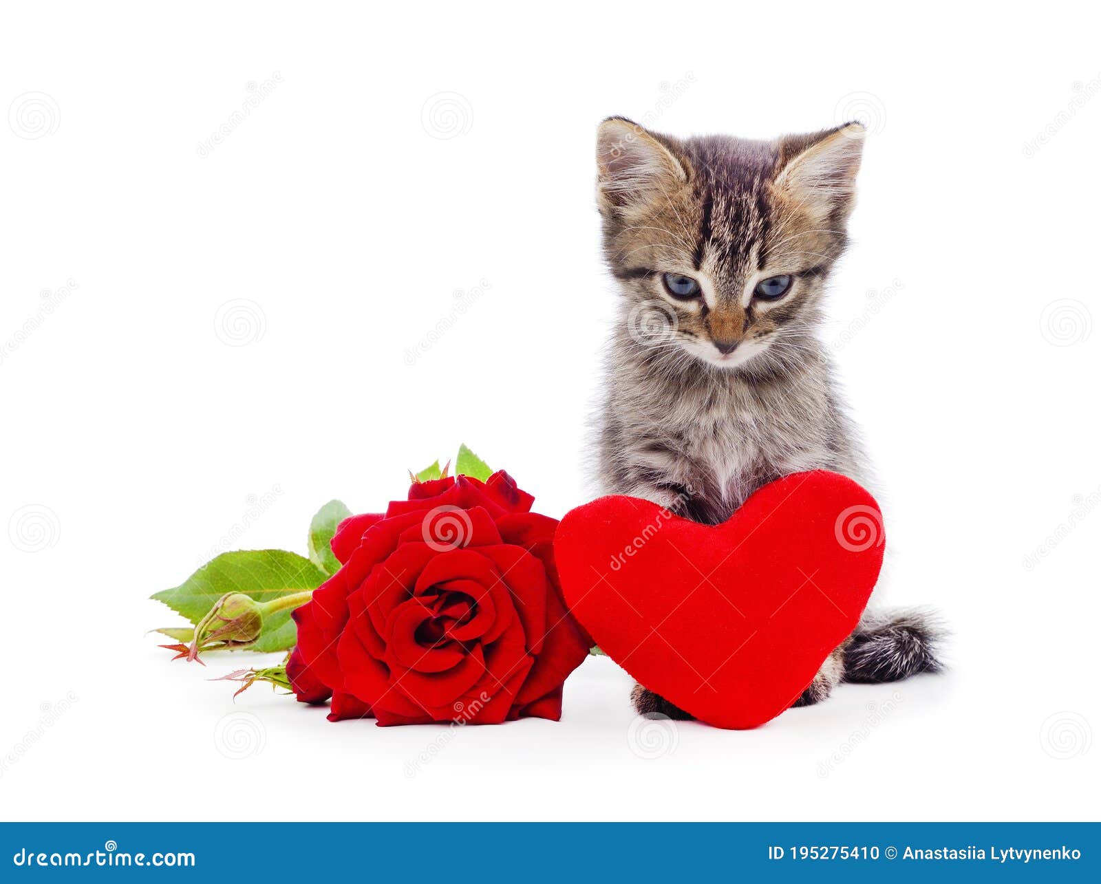 Liever Betasten Landgoed Kat met roos en hart stock foto. Image of katachtig - 195275410
