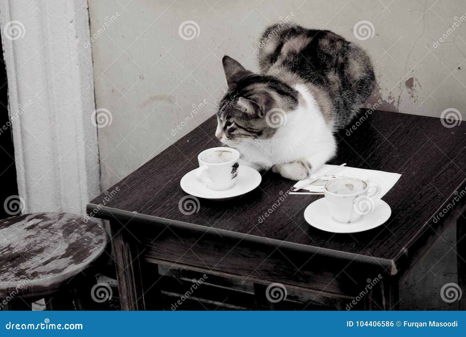 Kat op de lijst - koffie-Kat. Beeld van een kat op een lijst met lege koffiekoppen in een kleine koffie dichtbij Galata-Toren in Istanboel wordt gezeten dat