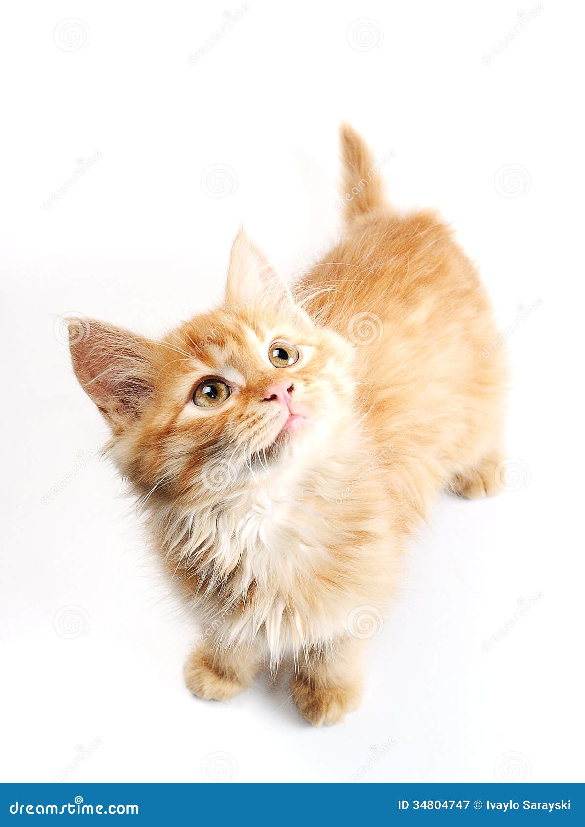 stock image. Image of background, kitten -