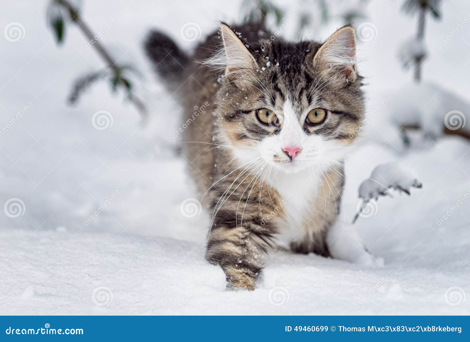 Kat In Sneeuw Stock Afbeelding. Image Of Winter, Huisdier - 49460699