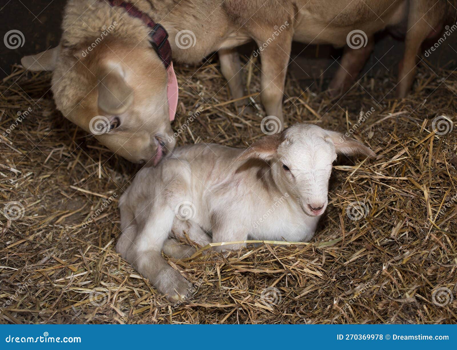 Katahdin Sheep Ewe Cleaning a Lamb Stock Photo Image of farm, brown