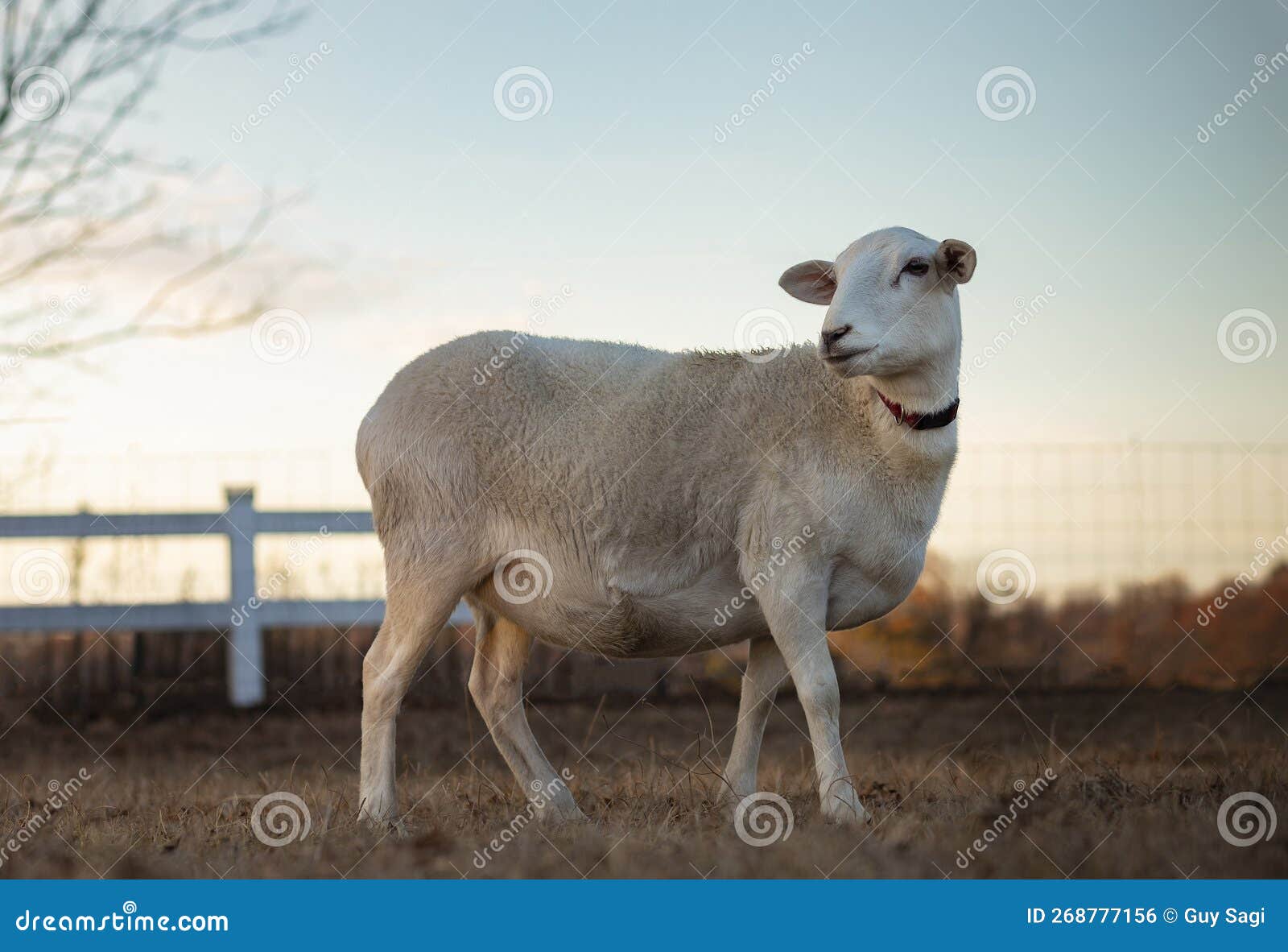 Katahdin Sheep on a Pasture at Sunset Stock Photo Image of collar, mammal 268777156