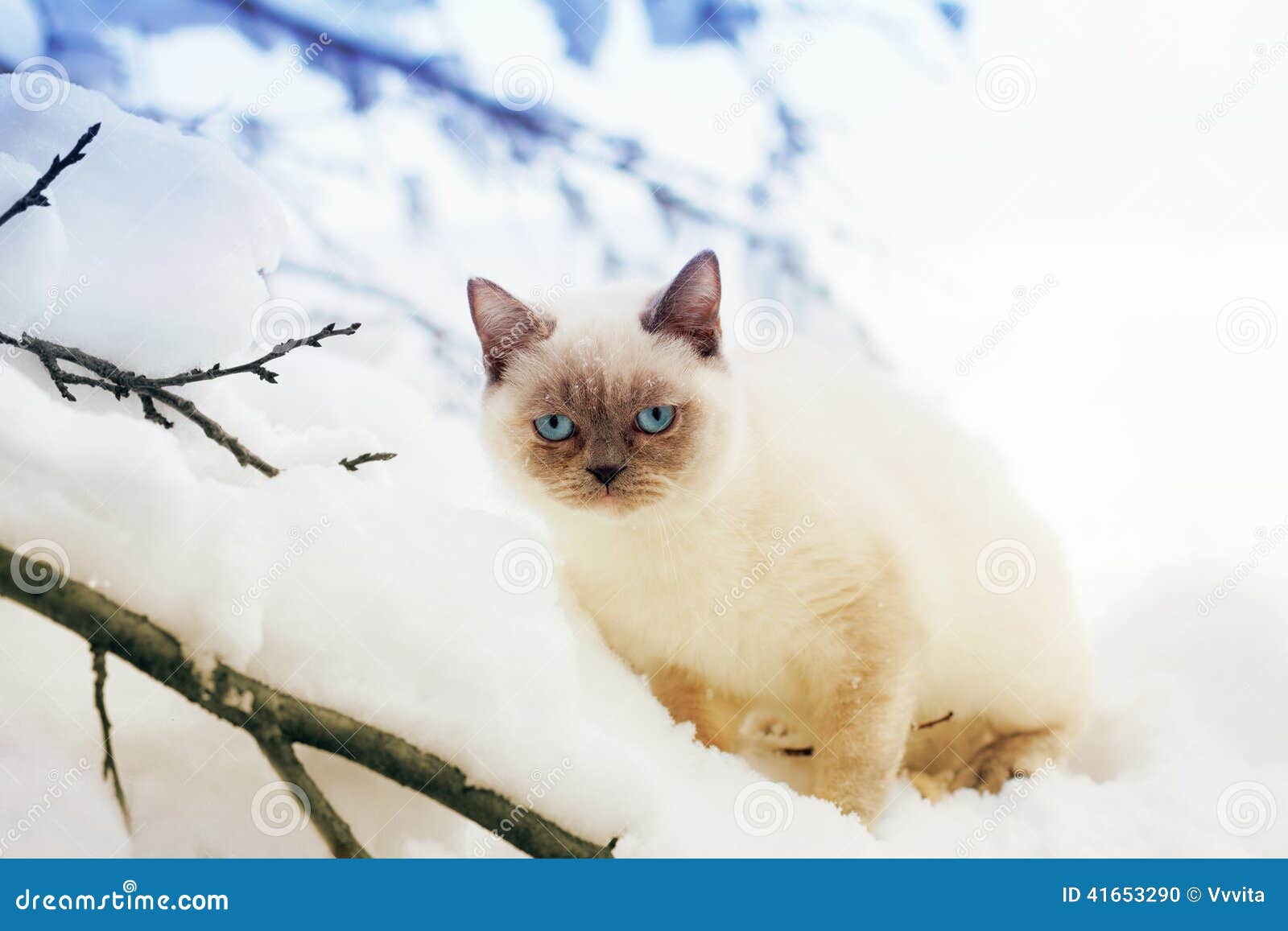 Katje in Sneeuw. Siamese katjeszitting in sneeuw