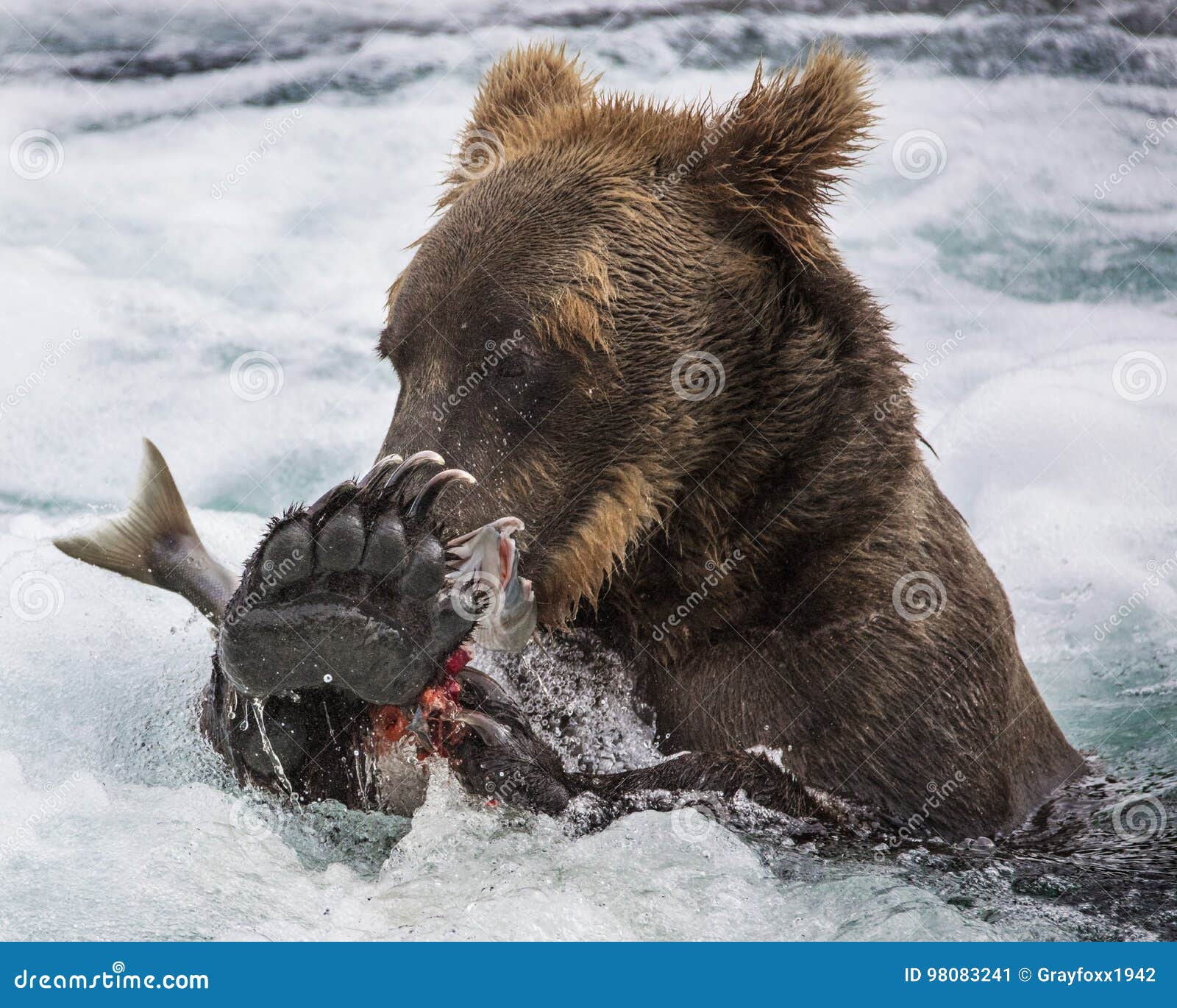 katmai brown bear with a salmon