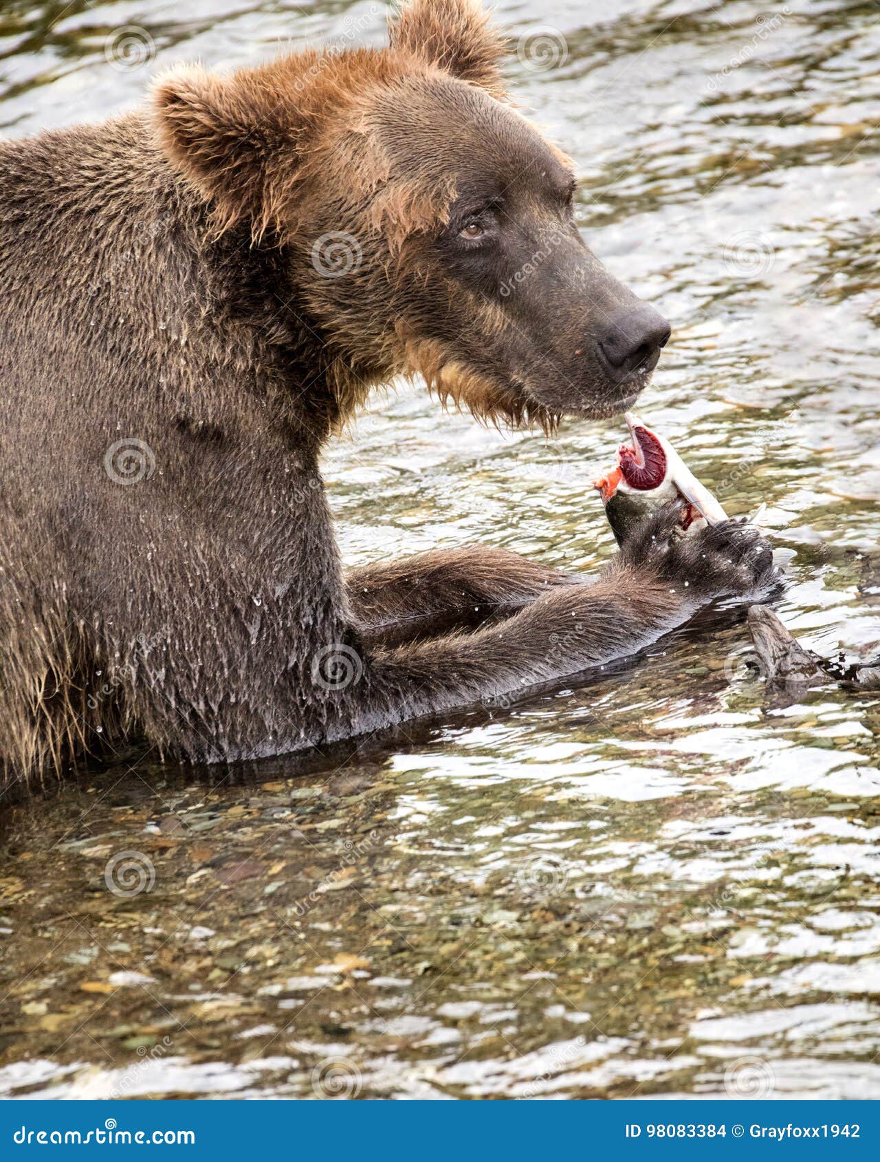 katmai brown bears; brooks falls; alaska; usa