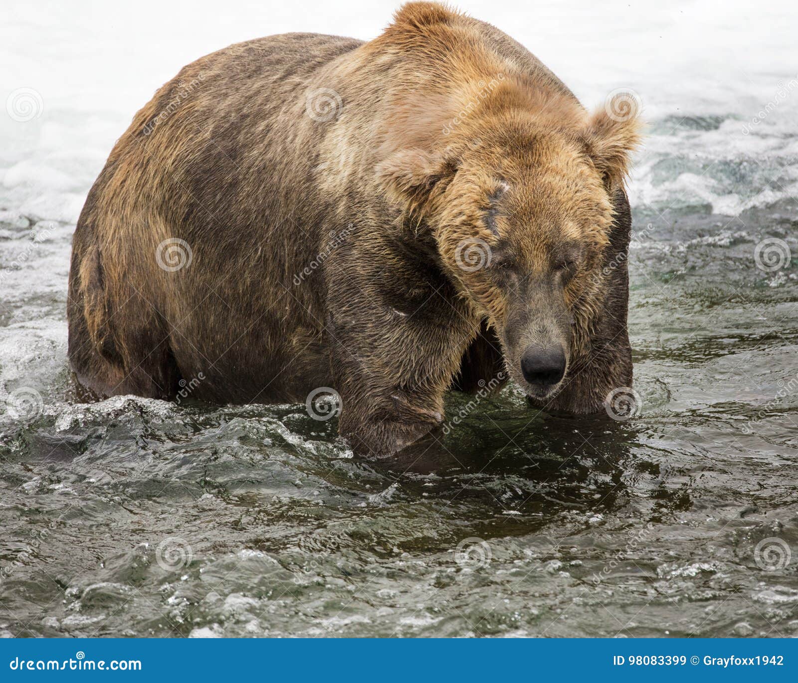 katmai brown bears; brooks falls; alaska; usa