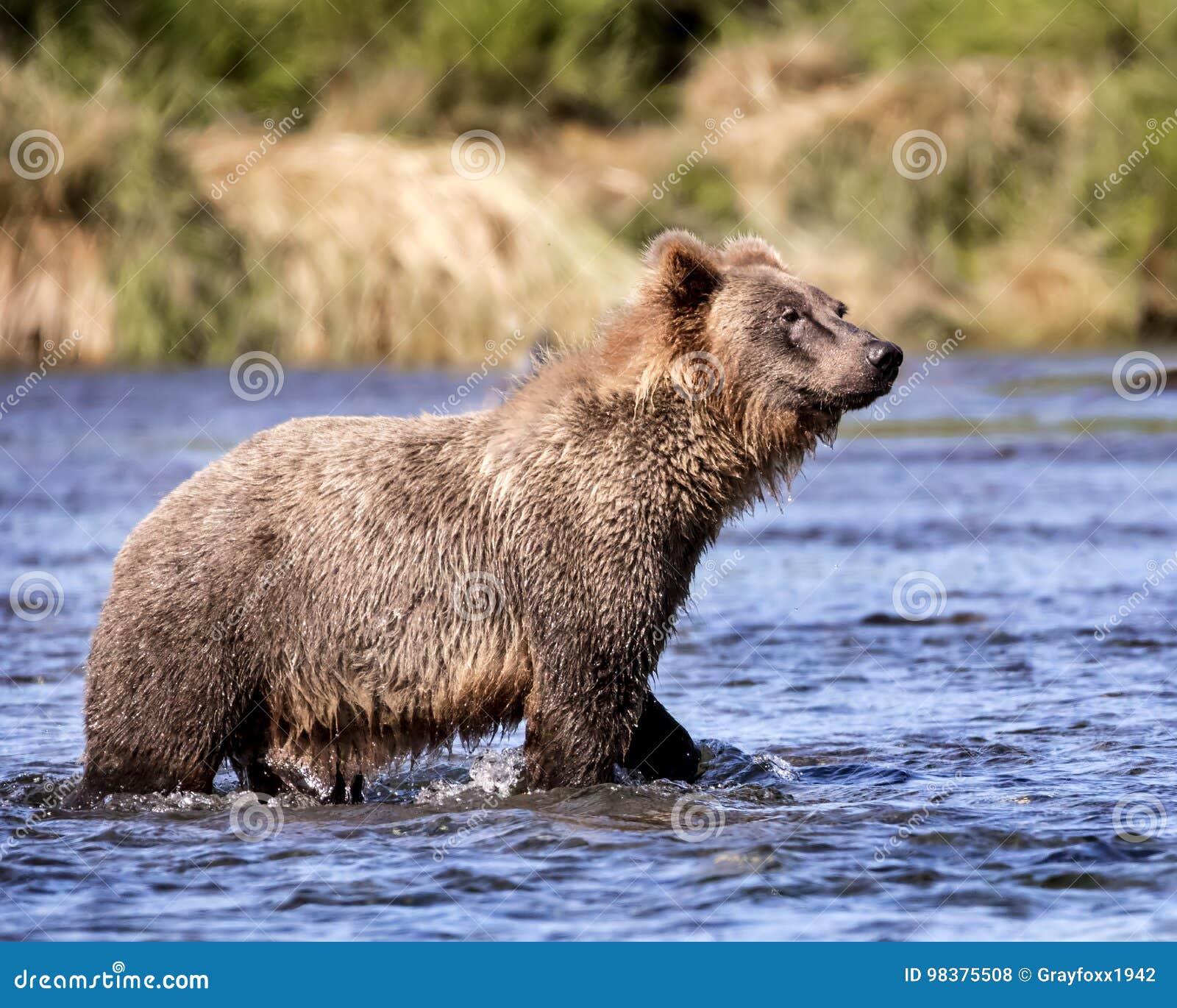 katmai brown bears; brooks falls; alaska; usa