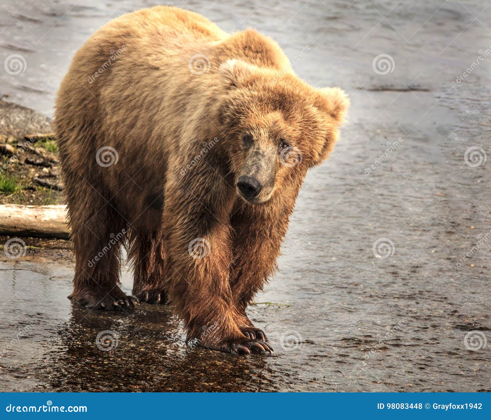 katmai brown bears; brooks falls; alaska; usa