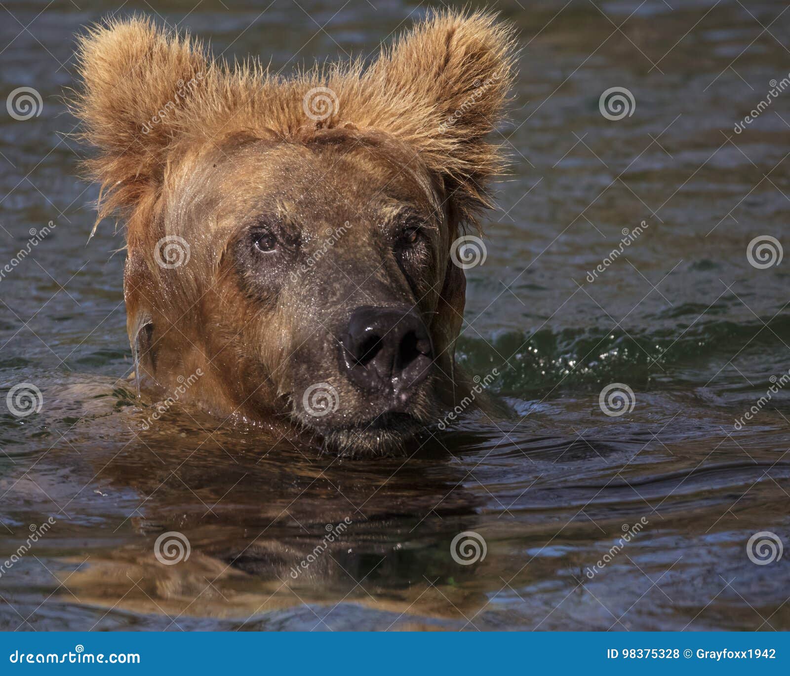 katmai brown bears; brooks falls; alaska; usa