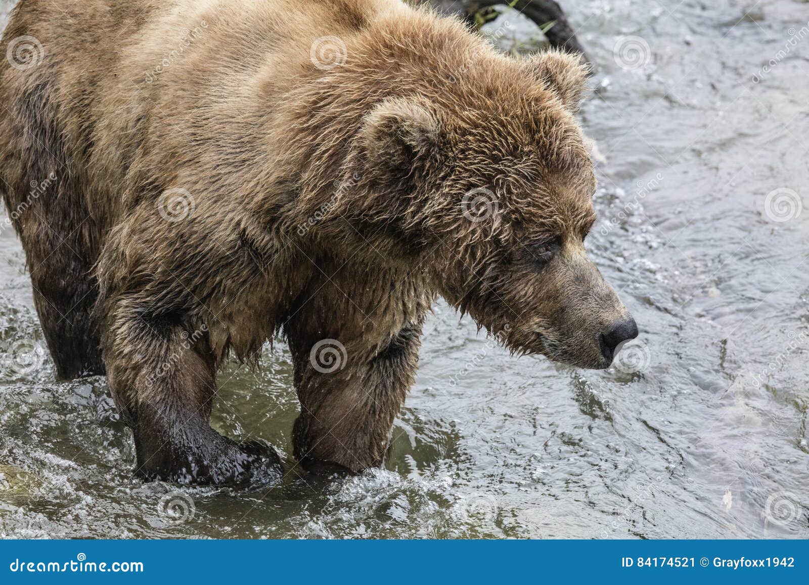 Katmai brunbjörnar som fiskar för lax på bäckar, faller; Katmai nationalpark; Alaska USA