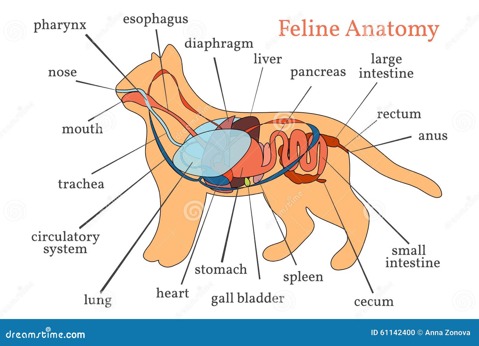 Katt anatomi Hemhjälp cat stock illustrationer. Illustration av anatomical 61142400