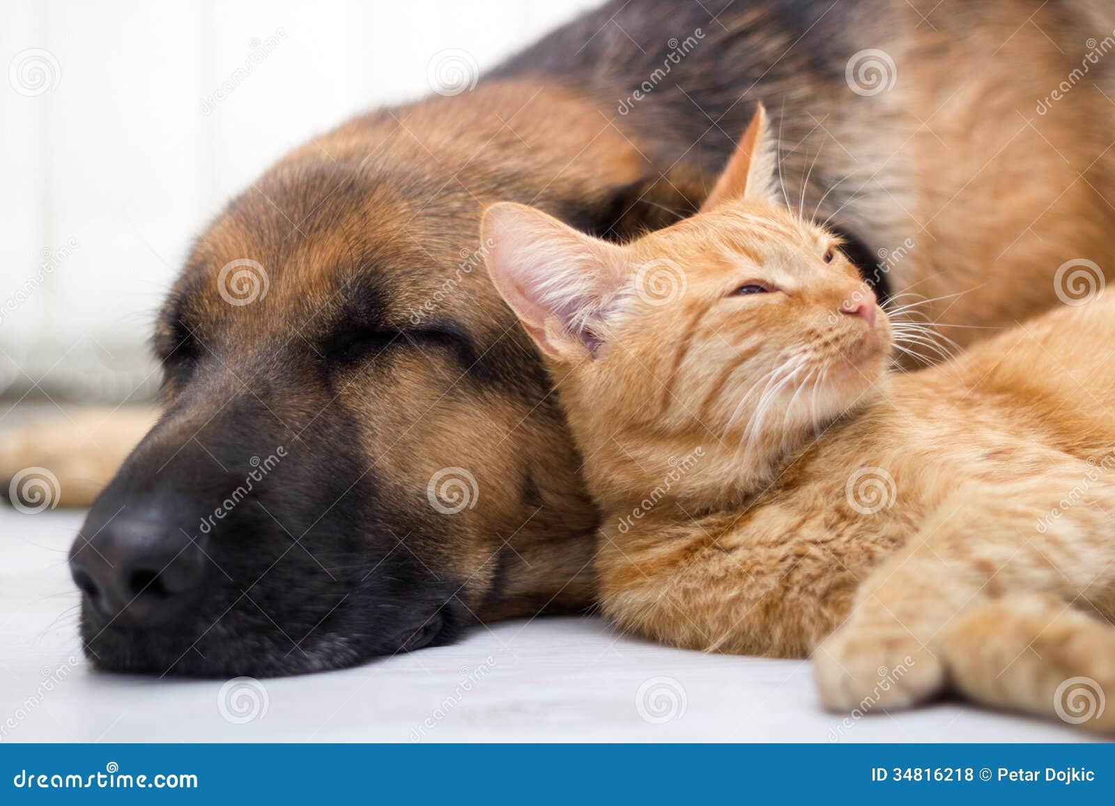 Katt Och Hund Som Tillsammans Sover Arkivfoto Bild Av Kattunge pet-shop-ecommerce-theme