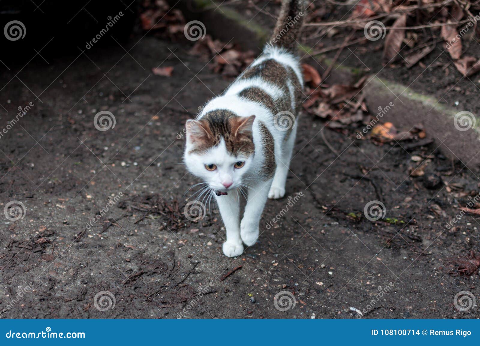 Katt på gatan som söker för mat