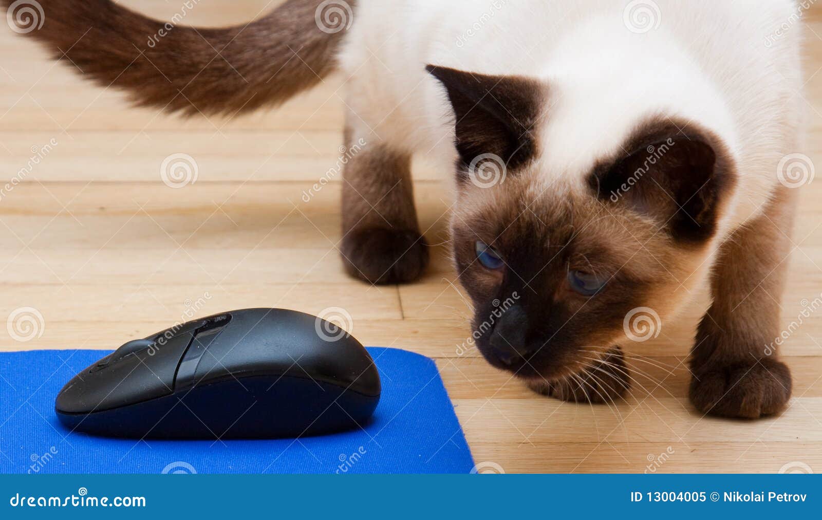 Kattdator som ser den siamese musen. Närma sig bak kattdatoren som ser siamese musmousepad s